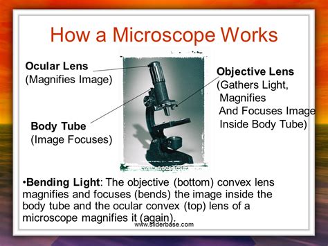 lenses on a microscope|3.1: How Microscopes Work .